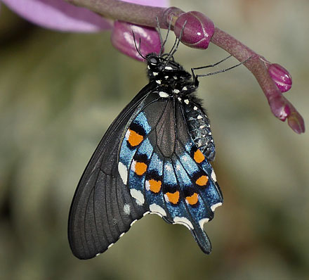 Pipevine Swallowtail, Battus philenor puppae. Lille Salby, Denmark October 13, 2015. Photographer; Lars Andersen