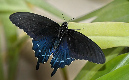 Pipevine Swallowtail, Battus philenor male. Lille Salby, Denmark October 13, 2015. Photographer; Lars Andersen