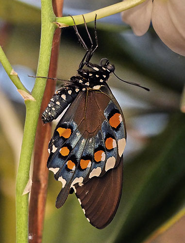 Pipevine Swallowtail, Battus philenor puppae. Lille Salby, Denmark October 13, 2015. Photographer; Lars Andersen