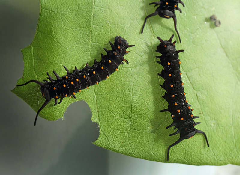 Pipevine Swallowtail, Battus philenor caterpillars on Pipevines, Aristolochia macrophylla. Lille Salby, Denmark d. September 18, 2015. Photographer; Lars Andersen