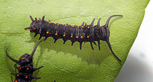 Pipevine Swallowtail, Battus philenor caterpillars on Pipevines, Aristolochia macrophylla. Lille Salby, Denmark d. September 18, 2015. Photographer; Lars Andersen