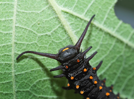 Pipevine Swallowtail, Battus philenor caterpillars on Pipevines, Aristolochia macrophylla. Lille Salby, Denmark d. September 18, 2015. Photographer; Lars Andersen