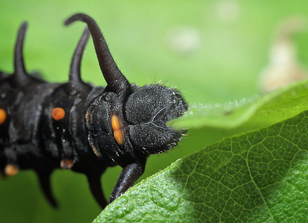 Pipevine Swallowtail, Battus philenor caterpillars on Pipevines, Aristolochia macrophylla. Lille Salby, Denmark d. September 18, 2015. Photographer; Lars Andersen