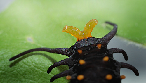 Pipevine Swallowtail, Battus philenor caterpillars on Pipevines, Aristolochia macrophylla. Lille Salby, Denmark d. September 18, 2015. Photographer; Lars Andersen