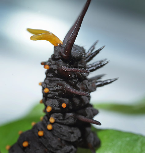 Pipevine Swallowtail, Battus philenor caterpillars on Pipevines, Aristolochia macrophylla. Lille Salby, Denmark d. September 18, 2015. Photographer; Lars Andersen