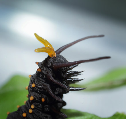 Pipevine Swallowtail, Battus philenor caterpillars on Pipevines, Aristolochia macrophylla. Lille Salby, Denmark d. September 18, 2015. Photographer; Lars Andersen