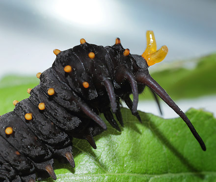 Pipevine Swallowtail, Battus philenor caterpillars on Pipevines, Aristolochia macrophylla. Lille Salby, Denmark d. September 18, 2015. Photographer; Lars Andersen