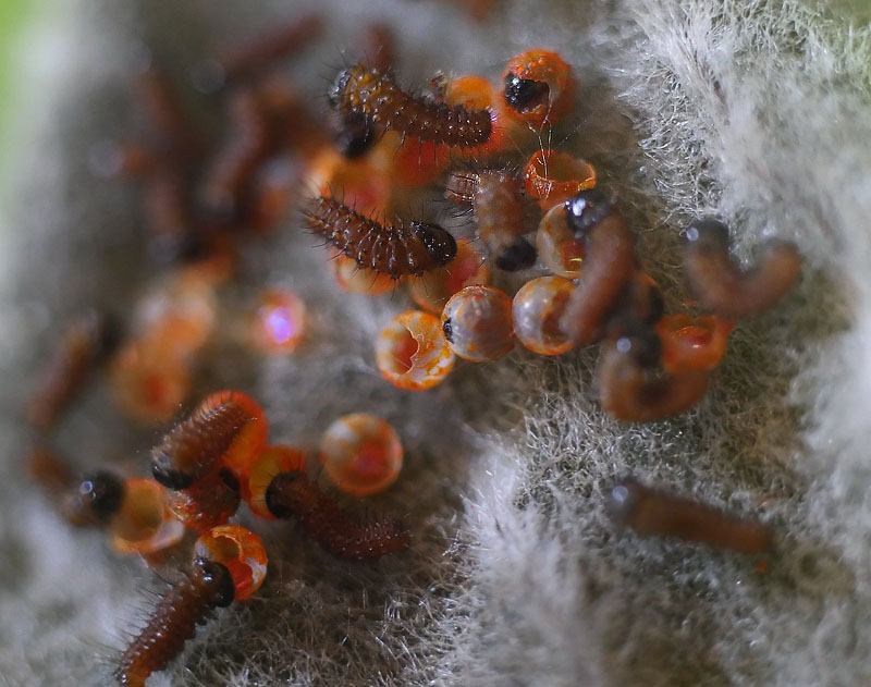 Pipevine Swallowtail, Battus philenor caterpillars on Pipevines, Aristolochia macrophylla. Lille Salby, Denmark September 4, 2015. Photographer; Lars Andersen