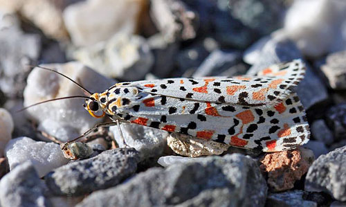 Pragtbjrn, Utetheisa pulchella (Linnaeus, 1758) han. Maro, Andalusien, Spanien d. 8 november 2015. Fotograf; Erni Boesen