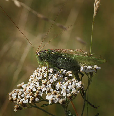 Stor Løvgræshoppe hun. Häckeberga naturvårdsområde, Skåne, Sverige d. 20 august 2015. Fotograf; Lars Andersen