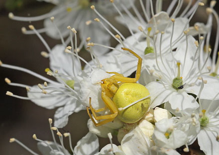 Kamleonedderkop, Misumena vatia. Smalmossen, Fagersta, Sverige d. 15 juni 2015. Fotograf Lars Andersen