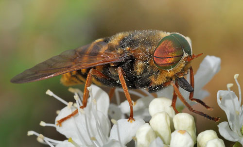 Klg, Hybomitra aterrima. Smalmossen, Fagersta, Sverige d. 15 juni 2015. Fotograf Lars Andersen