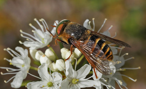 Hybomitra aterrima. Smalmossen, Fagersta, Sverige d. 15 juni 2015. Fotograf Lars Andersen