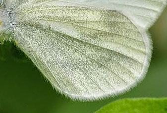 Skovhvidvinge, Leptidea sinapis. Rupea, Transsylvanien, Rumnien d. 30 april 2014. Fotograf:; Tom Nygaard Kristensen