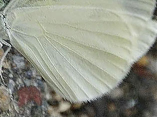 Skovhvidvinge, Leptidea sinapis.Planina, Serbien d. 20 juni 2014. Fotograf:; Tom Nygaard Kristensen