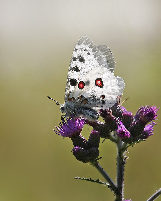 Apollo, Parnassius apollo han p Krtidsel. Loftahammar, Sverige d. 5 July 2015. Photographer; Klaus Malling Olsen