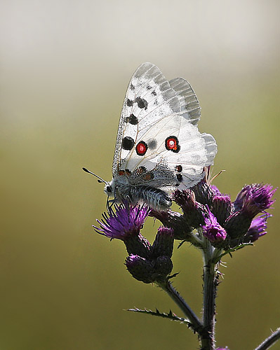 Apollo, Parnassius apollo han p Krtidsel. Loftahammar, Sverige d. 5 July 2015. Photographer; Klaus Malling Olsen