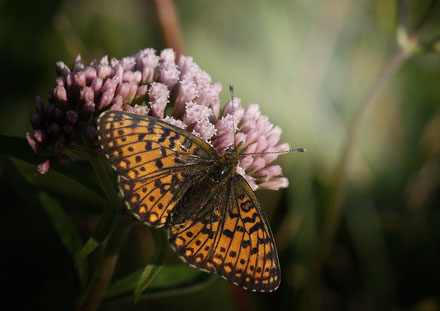 Brunlig Perlemorsommerfugl, Boloria selene, Skne, Sverige d. 20 august 2015. Fotograf; Lars Andersen