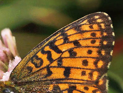 Brunlig Perlemorsommerfugl, Boloria selene, Skne, Sverige d. 20 august 2015. Fotograf; Lars Andersen