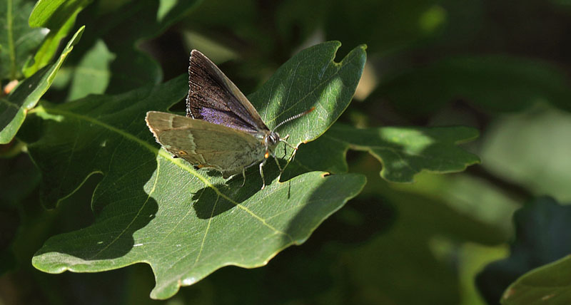 Blåhale, Favonius quercus hun. Häckeberga naturvårdsområde, Skåne, Sverige d. 20 august 2015. Fotograf; Lars Andersen