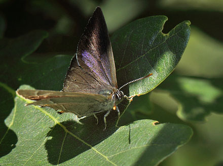 Blåhale, Favonius quercus hun. Häckeberga naturvårdsområde, Skåne, Sverige d. 20 august 2015. Fotograf; Lars Andersen