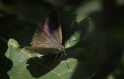 Blåhale, Favonius quercus hun. Häckeberga naturvårdsområde, Skåne, Sverige d. 20 august 2015. Fotograf; Lars Andersen