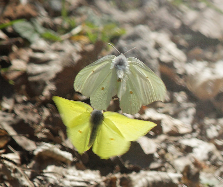 Citronsommerfugl parringsleg. Sjarp, Blekinge, Sverige d. 22 april 2015. Fotograf; Lars Andersen