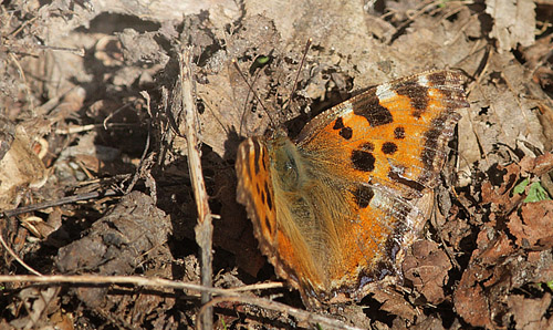 Kirsebrtakvinge, Nymphalis polychloros. Sjarp, Blekinge d. 22 april 2015. Fotograf; Lars Andersen