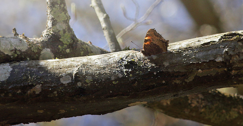 Kirsebrtakvinge, Nymphalis polychloros. Sjarp, Blekinge d. 22 april 2015. Fotograf; Lars Andersen