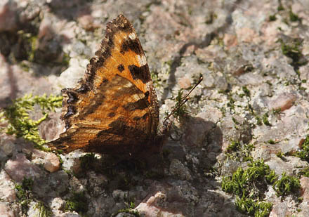 Kirsebrtakvinge, Nymphalis polychloros. Sjarp, Blekinge d. 22 april 2015. Fotograf; Lars Andersen