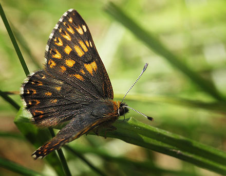 Gullvivefjril, Hamearis lucina. Nybro, Smland, Sverige. d. 5 Juni 2015. Fotograf: Lars Andersen