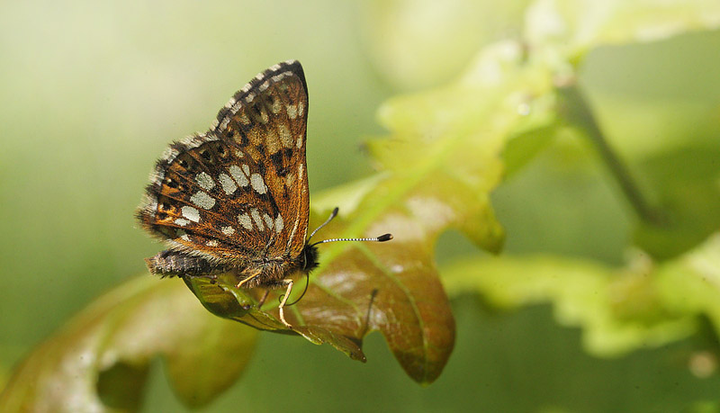 Gullvivefjril, Hamearis lucina. Nybro, Smland, Sverige. d. 5 Juni 2015. Fotograf: Lars Andersen