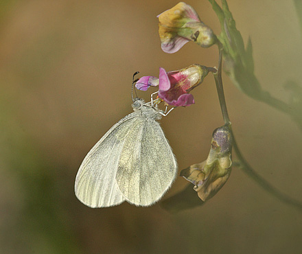 Skovhvidvinge, Leptidea sinapis hun p Krat Fladblg, Lathyrus linifolius. Torpgrdet, Smedjebacken, Dalarna, Sverige. d. 11 Juni  2015. Fotograf: Lars Andersen