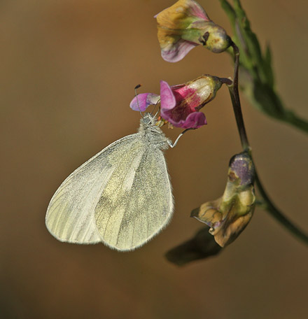 Skovhvidvinge, Leptidea sinapis hun p Krat Fladblg, Lathyrus linifolius. Torpgrdet, Smedjebacken, Dalarna, Sverige. d. 11 Juni  2015. Fotograf: Lars Andersen