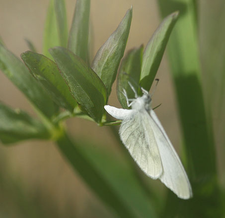 Skovhvidvinge, Leptidea sinapis hun p Krat Fladblg, Lathyrus linifolius. Torpgrdet, Smedjebacken, Dalarna, Sverige. d. 11 Juni  2015. Fotograf: Lars Andersen