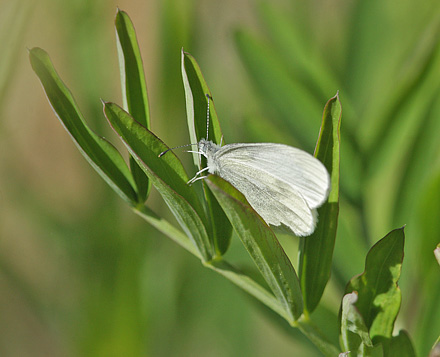 Skovhvidvinge, Leptidea sinapis hun p Krat Fladblg, Lathyrus linifolius. Torpgrdet, Smedjebacken, Dalarna, Sverige. d. 11 Juni  2015. Fotograf: Lars Andersen