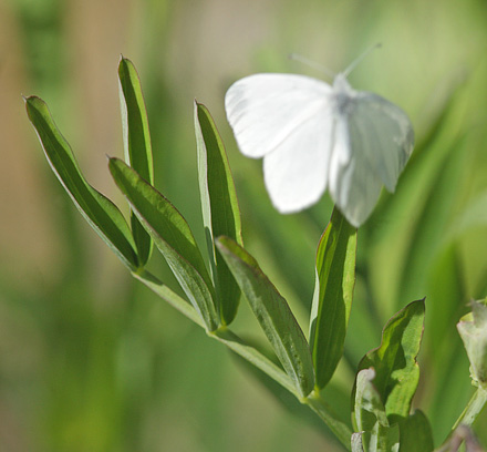 Skovhvidvinge, Leptidea sinapis hun p Krat Fladblg, Lathyrus linifolius. Torpgrdet, Smedjebacken, Dalarna, Sverige. d. 11 Juni  2015. Fotograf: Lars Andersen