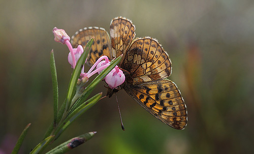 Friggas prlemorfjril, Boloria frigga. Smalmossen, Fagersta, Sverige d. 11 juni 2015. Fotograf Lars Andersen