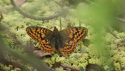 Friggas prlemorfjril, Boloria frigga. Smalmossen, Fagersta, Sverige d. 11 juni 2015. Fotograf Lars Andersen