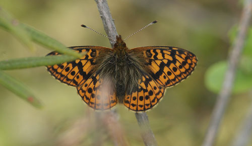 Friggas prlemorfjril, Boloria frigga. Smalmossen, Fagersta, Sverige d. 11 juni 2015. Fotograf Lars Andersen