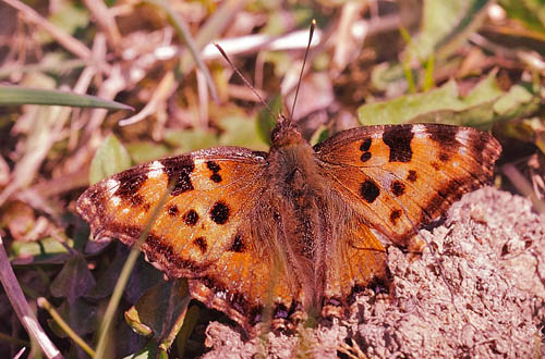 En luskede Kirsebrtakvinge (Nymphalis polychloros), der ligner en stlig Takvinge (Nymphalis xanthomelas). Sjarp, Blekinge, Sverige. d. 22 April 2015. Fotograf; Lars A. Krogh