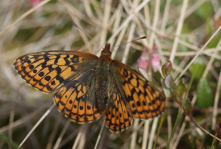 Friggas prlemorfjril, Boloria frigga. Smalmossen, Fagersta, Sverige d. 15 juni 2015. Fotograf Lars Andersen