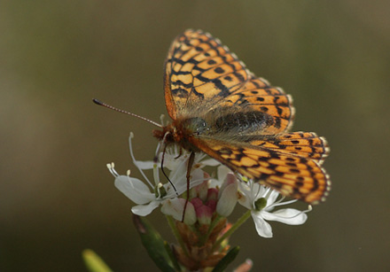 Friggas prlemorfjril, Boloria frigga. Smalmossen, Fagersta, Sverige d. 15 juni 2015. Fotograf Lars Andersen