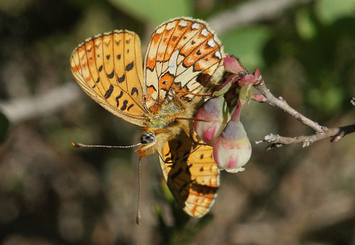 Rdlig Perlemorsommerfugl, Boloria euphrosyne som suger p Moseblle. Fagersmossen, Blombacka, Karlstad, Vrmland, Sverige d. 16 juni 2015. Fotograf; Lars Andersen