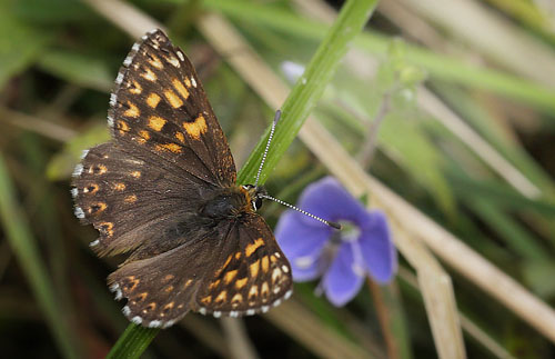 Gullvivefjril, Hamearis lucina. Nybro, Smland, Sverige. d. 2 Juni 2015. Fotograf: Lars Andersen