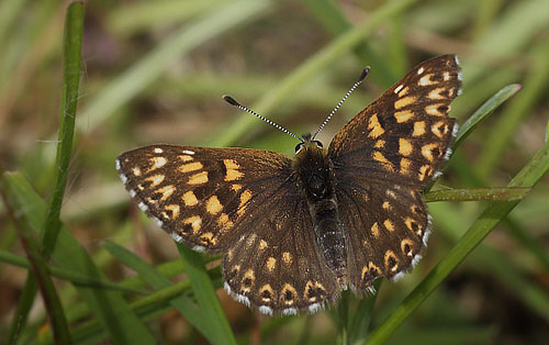 Terningsommerfugl, Hamearis lucina. Nybro, Smland, Sverige. d. 2 Juni 2015. Fotograf: Lars Andersen