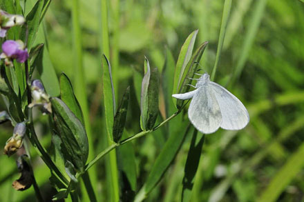 Skovhvidvinge, Leptidea sinapis hun p Krat Fladblg, Lathyrus linifolius. Torpgrdet, Smedjebacken, Dalarna, Sverige. d. 11 Juni  2015. Fotograf; Tom Nygaard Kristensen