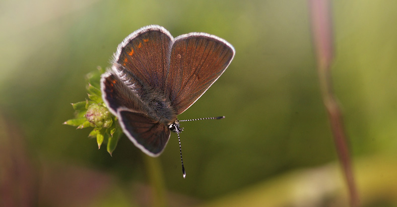 Sortbrun Blfugl, Aricia artaxerxes ssp.: lyngensis hun . Fagersta, Vstmanland, Sverige d. 27 juni 2015. Fotograf:; Lars Andersen