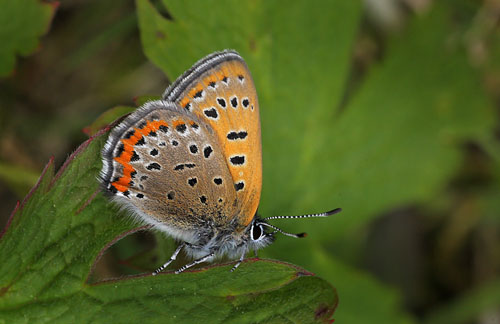 Blå ildfugl, Lycaena helle. Åsarna, Jämtland Sverige. d. 12 Juni 2015. Fotograf: Lars Andersen