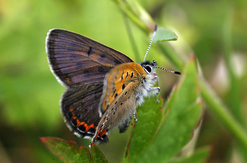 Blå ildfugl, Lycaena helle. Åsarna, Jämtland Sverige. d. 12 Juni 2015. Fotograf: Lars Andersen